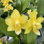 Phalaenopsis - Yaphon Perfume 'Yellow'