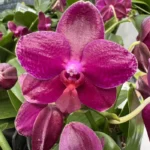 Phalaenopsis - Sogo Relex