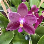 Phalaenopsis - Lyndon Mix Zebra