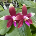 Phalaenopsis - Miki Rose Vincent