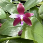 Phalaenopsis - Sri Sumatra