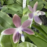 Phalaenopsis - Tetraspis 'Blue' x Sib