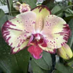 Phalaenopsis - Miki Crown