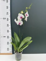 Phalaenopsis -  White / Pink Lip - Image 2