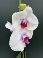 Phalaenopsis -  White / Pink Lip