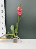 Phalaenopsis - Flamenco - Image 2