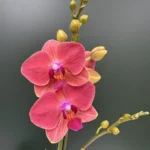 Phalaenopsis - Flamenco