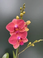 Phalaenopsis - Flamenco
