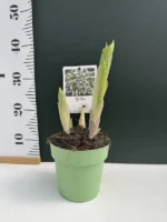 Hosta twilight - Image 2