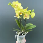 Phalaenopsis Mini - Yellow