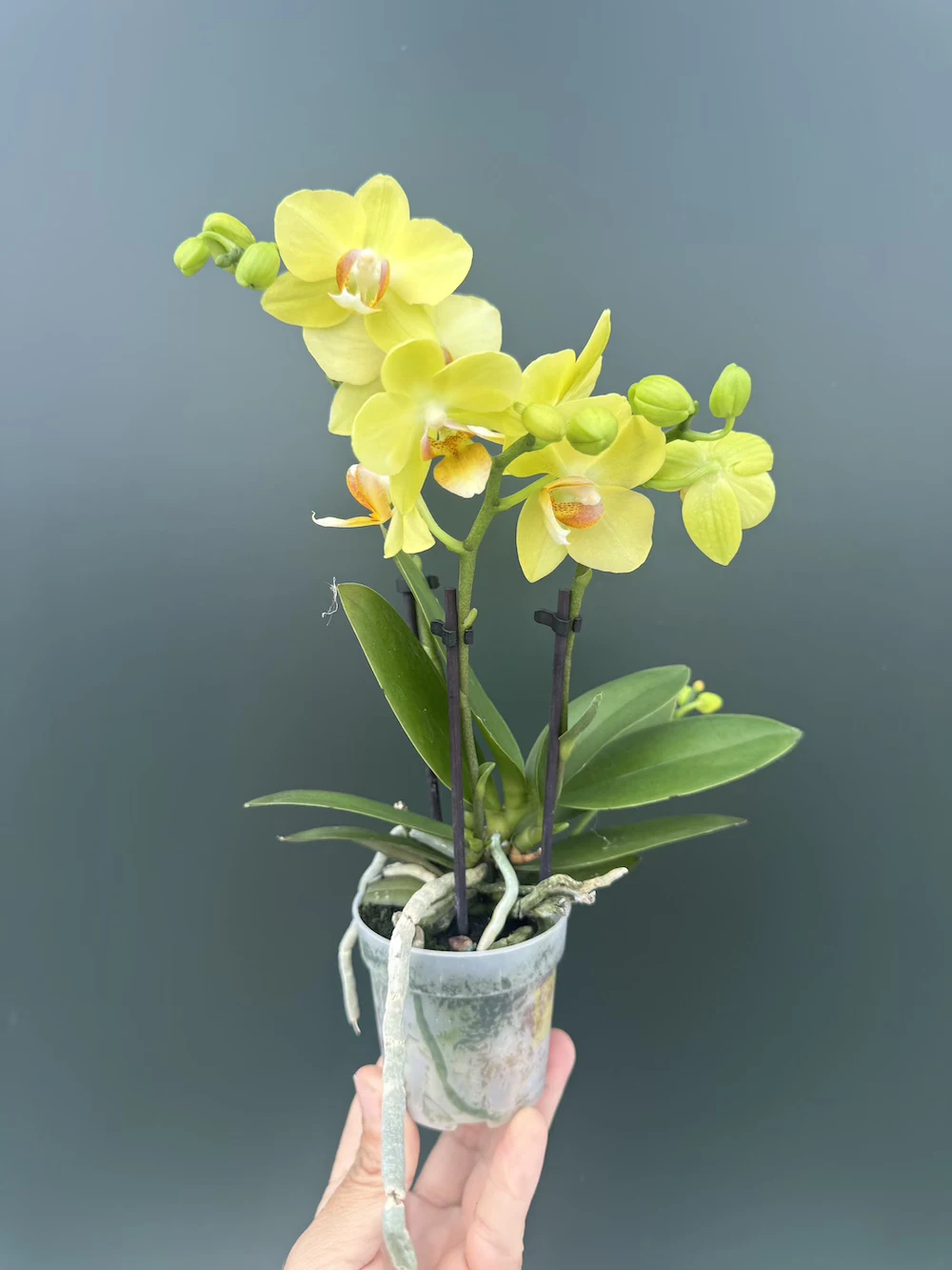 IMG_6682 Phalaenopsis Mini - Yellow - Image 1