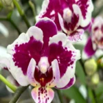Phalaenopsis - Miki Violet Butterfly