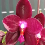 Phalaenopsis - Zheng Min Jacaranda 'Yungho'