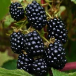 Brombeere (Βατομουριά) 'Triple Crown'