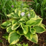 Hosta twilight