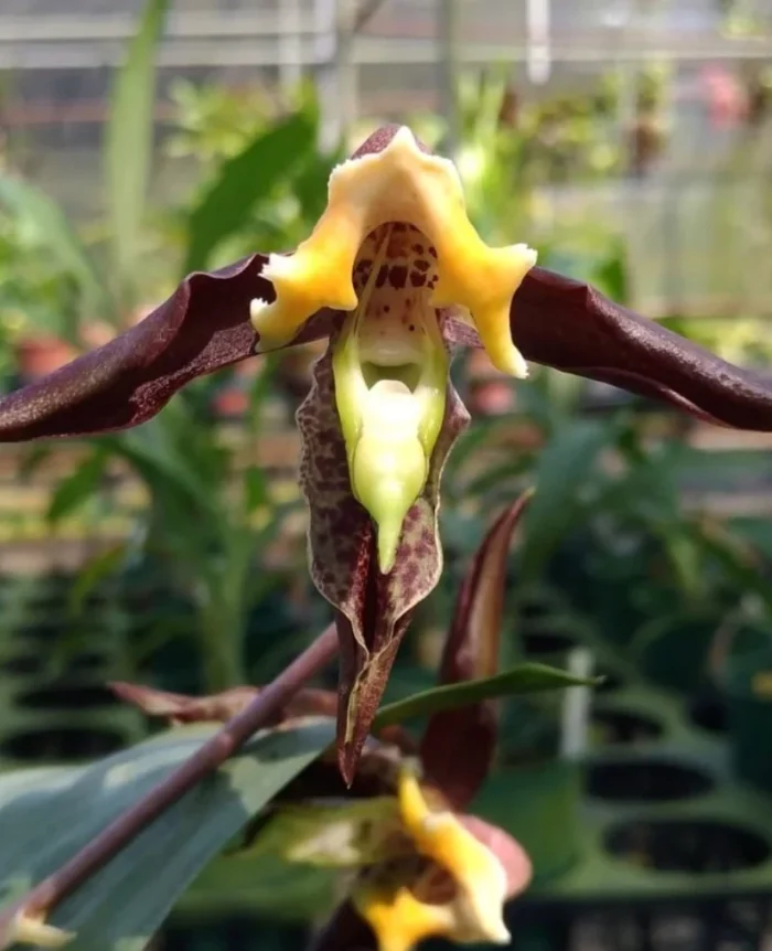 Catasetum gnomus Jumbo B41 1 • Ελληνικές Ορχιδέες • Μοναδικές ορχιδέες με στυλ και αρώματα!
