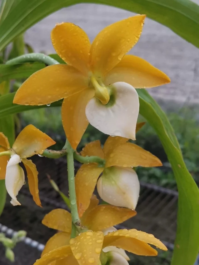 Cycnodes Taiwan Black Pearl ORCHIS 02 yellowwhite • Ελληνικές Ορχιδέες • Μοναδικές ορχιδέες με στυλ και αρώματα!