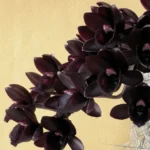 Fredclarkeara - After Dark 'Black Pearl'