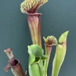 Sarracenia Purpurea