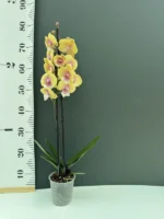 Phalaenopsis - Aurora Dulcis - Image 2