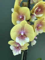 Phalaenopsis - Aurora Dulcis