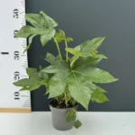 Fatsia Japonica