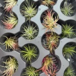 Tillandsia Airplants - Αερόφυτο