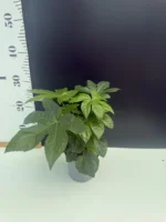 Fatsia Japonica - Image 2