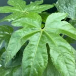 Fatsia Japonica