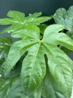 Fatsia Japonica