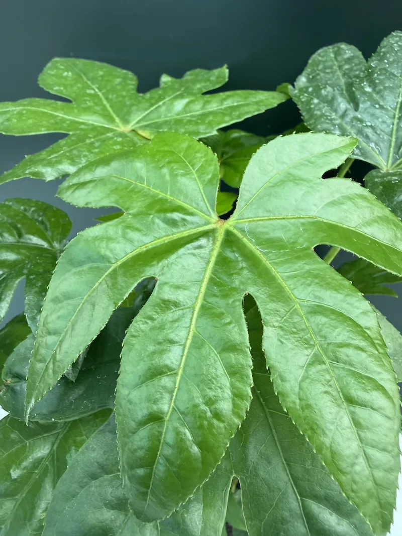 IMG_7792 Fatsia Japonica - Image 1