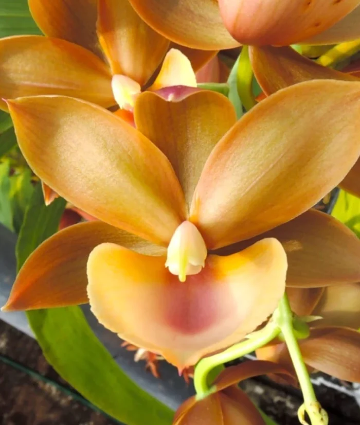 Monnierara Jumbo Delight Orange Diamond B38 • Ελληνικές Ορχιδέες • Μοναδικές ορχιδέες με στυλ και αρώματα!