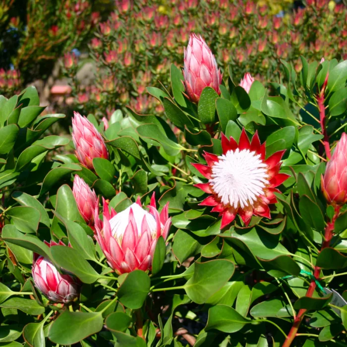 Protea cynaroides Little Prince • Ελληνικές Ορχιδέες • Μοναδικές ορχιδέες με στυλ και αρώματα!