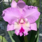 Rhyncholaeliocattleya - Chief Pink Diana