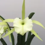 Rhynchovola - Jimminey Cricket