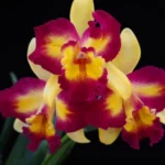 Rhyncholaeliocattleya - Shin Shiang Diamond