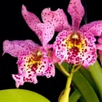 Brassocattleya - Little Aiko