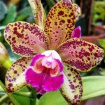 Rhyncholaeliocattleya - Waianae Leopard