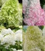 Hydrangea Paniculata - Mix Color