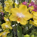 Phalaenopsis Yellowcup