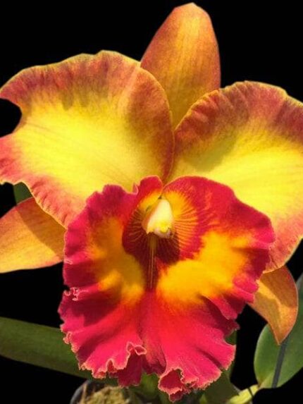 cattleya alliance rlc patra delight x rlc chomthong fancy cattleya la foresta orchids 977405 • Ελληνικές Ορχιδέες • Μοναδικές ορχιδέες με στυλ και αρώματα!