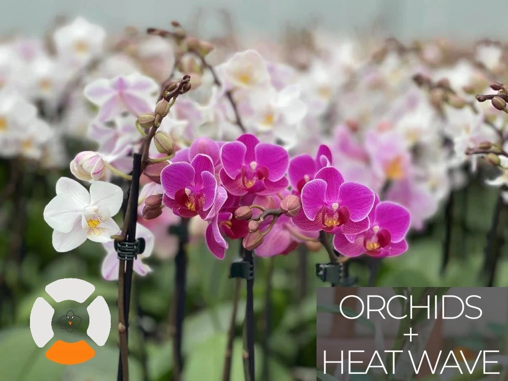 heatwave • Ελληνικές Ορχιδέες • Μοναδικές ορχιδέες με στυλ και αρώματα!