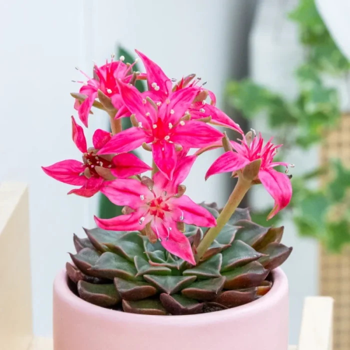 Graptopetalum bellum 10cm • Ελληνικές Ορχιδέες • Μοναδικές ορχιδέες με στυλ και αρώματα!