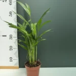 Chrysalidocarpus Lutescens
