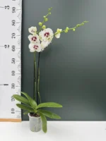 Phalaenopsis - White Purple Veins - Image 2