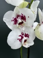 Phalaenopsis - White Purple Veins