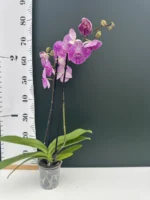 Phalaenopsis - Royal Pink - Image 2