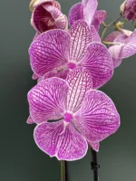 Phalaenopsis - Royal Pink
