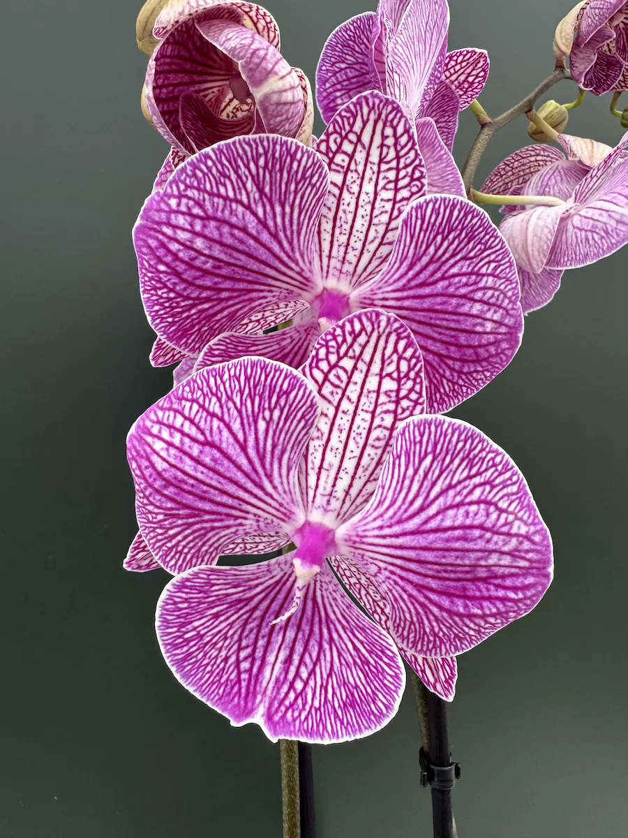 IMG_4426 Phalaenopsis - Royal Pink - Image 1
