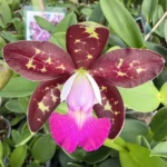 Cattleya - Royal Cognac